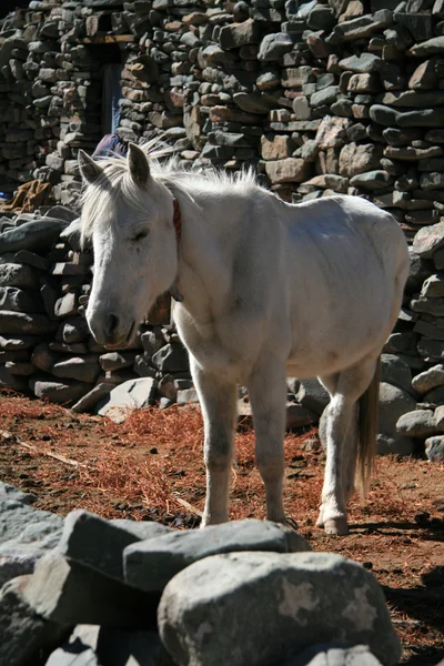 Donkey, Inde — Photo