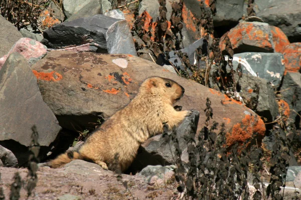 Marmot, India — Stock Photo, Image