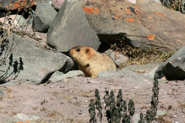 Marmot, India — Foto de Stock
