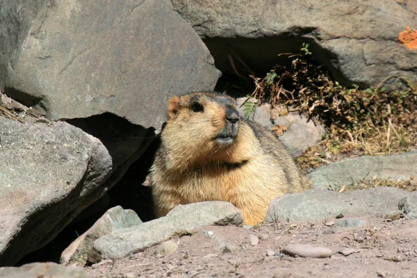 Marmot, India — Foto de Stock