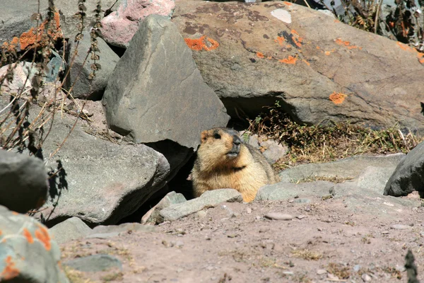 Marmot, Indien — Stockfoto