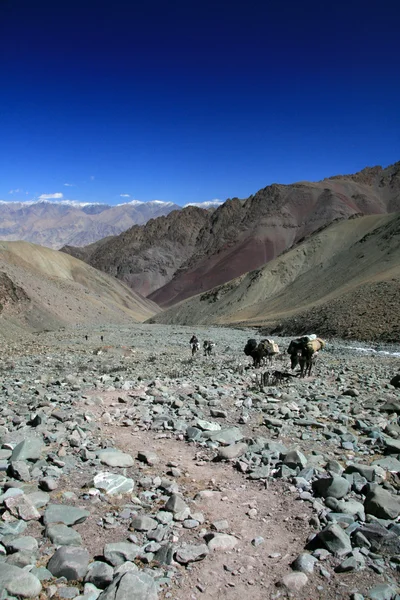 远征 nto 喜马拉雅山脉、 印度 — 图库照片