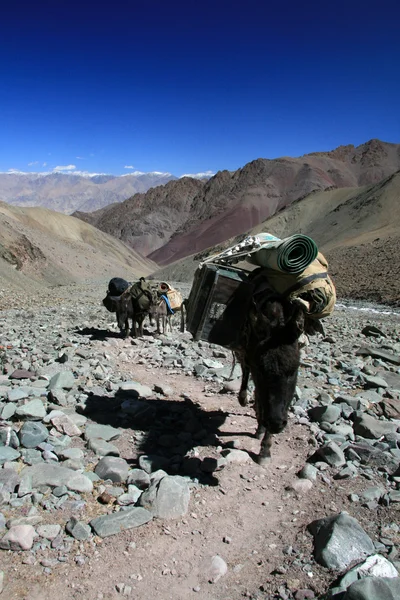 远征 nto 喜马拉雅山脉、 印度 — 图库照片