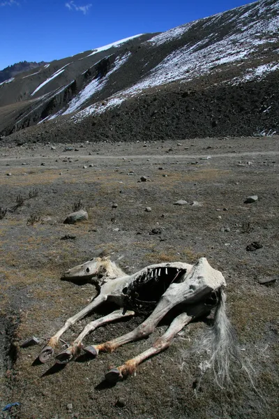 Ölü atı, Hindistan — Stok fotoğraf