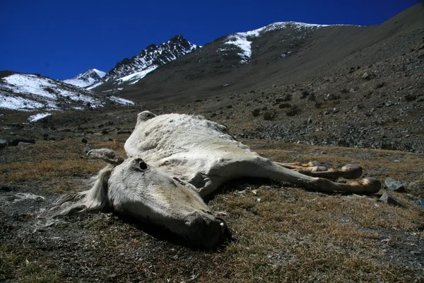 Död häst, Indien — Stockfoto