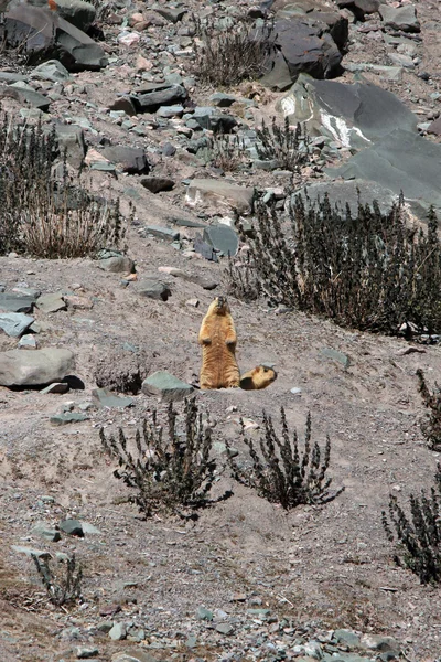 Bergsteige- stok kangri (6.150m - 20.080ft), Indien — Stockfoto