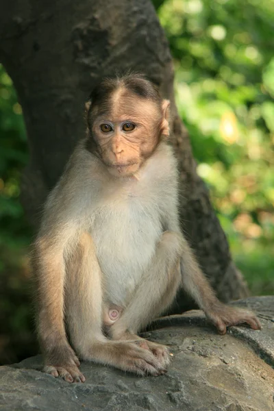 Opice - ostrově elephanta, mumbai, Indie — Stock fotografie