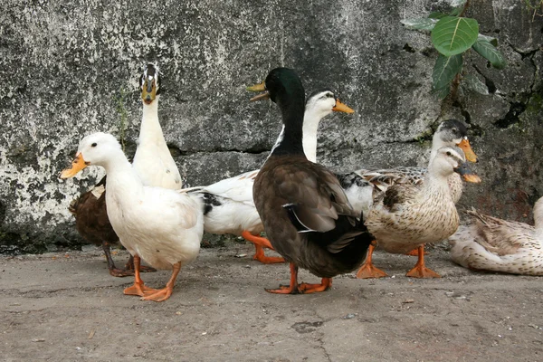 Patos - Tanque de Banaganga, Mumbai, Índia — Fotografia de Stock