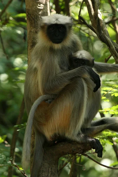 Gibbon - Sanjay Ghandi N.P. Mumbai, India — Stock Photo, Image