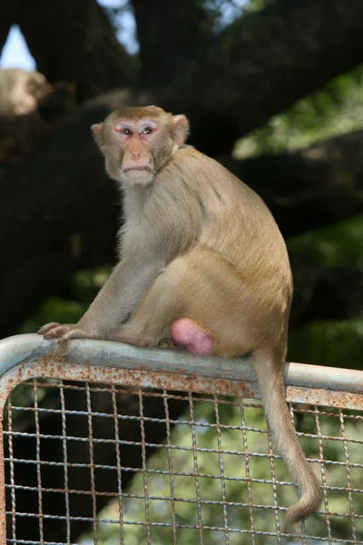 サンジャイ ガンジー国立公園ムンバイ、インド — ストック写真
