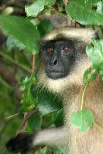 Gibbon - Sanjay Ghandi N.P. Mumbai, Índia — Fotografia de Stock