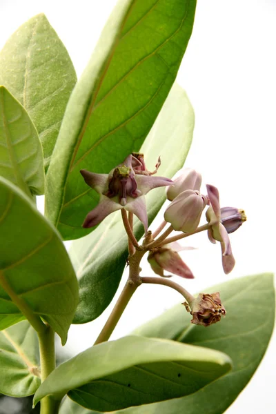 Tropische bloem - sanjay Gandhi n.p. mumbai, india — Stockfoto