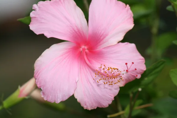 Flor tropical - Sanjay Ghandi N.P. Mumbai, India — Foto de Stock