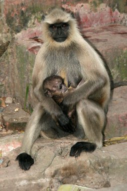 Monkey - dakshineshwar kali Tapınağı, Kalküta, Hindistan