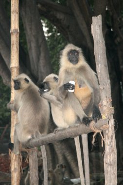Monkey - Dakshineshwar Kali Temple, Kolkata, India clipart