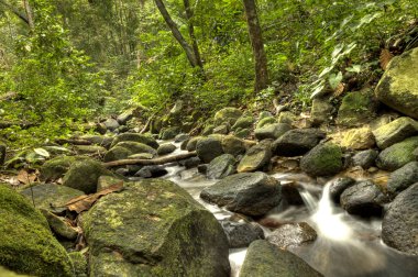 National Park - Penang clipart