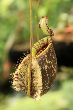 Kelebek Bahçe - penang