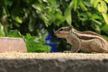 chipmonk - lodi Bahçe, delhi, India