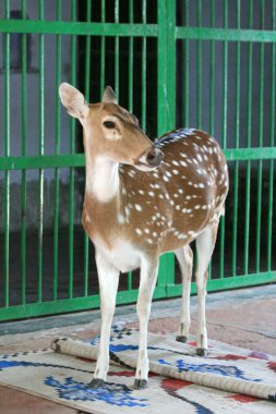 keoladeo Milli Parkı, agra, Hindistan