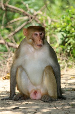 keoladeo Milli Parkı, agra, Hindistan