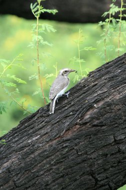 Tropik kuşu - keoladeo Milli Parkı, agra, Hindistan