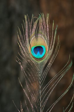 Peacock Feather, India clipart