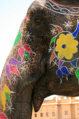 fil binmek - amber fort, jaipur, Hindistan