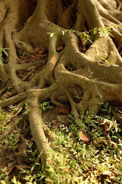 Raíces de árboles - Jardines del Edén, Calcuta, India — Foto de Stock
