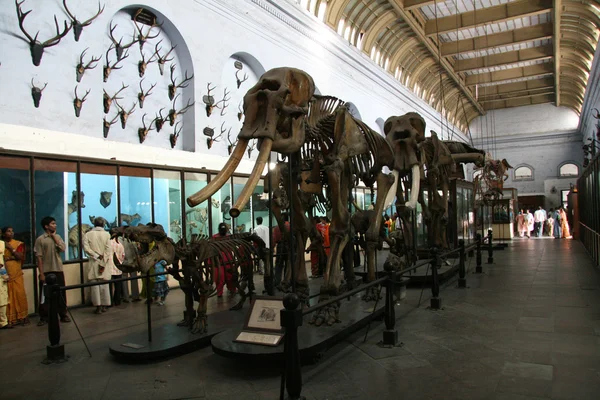 भारतीय संग्रहालय, कोलकाता, भारत — स्टॉक फ़ोटो, इमेज