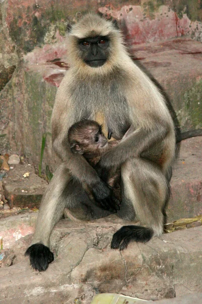 Opice - dakshineshwar chrámu Kálí, Kalkata, Indie — Stock fotografie