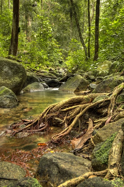 Rzeka dżungli — Zdjęcie stockowe