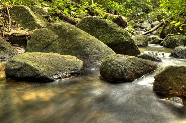 Пресная вода в джунглях — стоковое фото