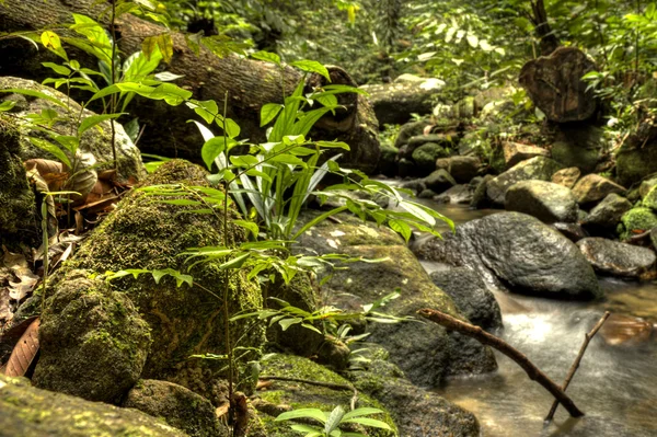 정글에서 신선한 물 — 스톡 사진