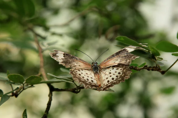 나비 정원-페낭 — 스톡 사진