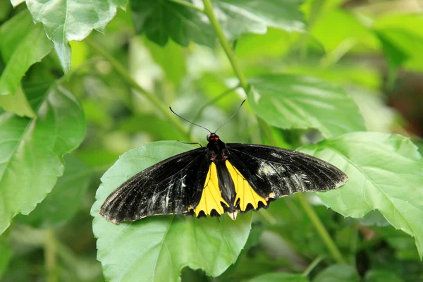 Jardín de mariposas - Penang —  Fotos de Stock