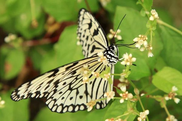 Schmetterlingsgarten - penang — Stockfoto