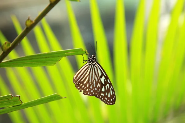 Butterfly Garden - Penang — Stock Photo, Image
