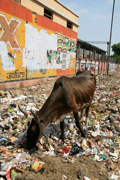Contraste rico y pobre, India — Foto de Stock