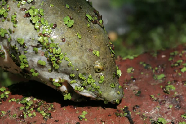 Dev kaplumbağa - keoladeo Milli Parkı, agra, Hindistan — Stok fotoğraf
