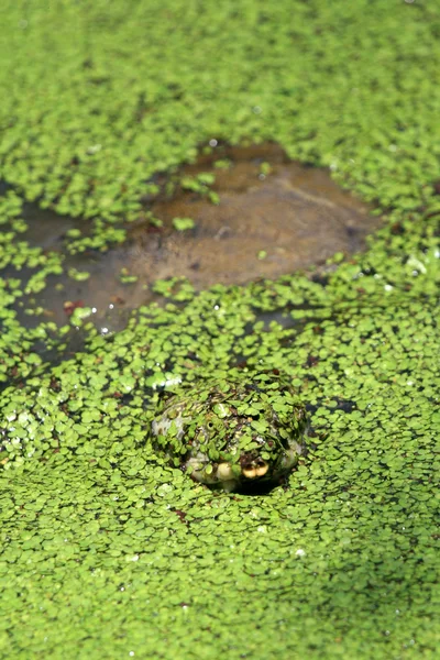 Jätte turtle - keoladeo nationalpark, agra, Indien — Stockfoto