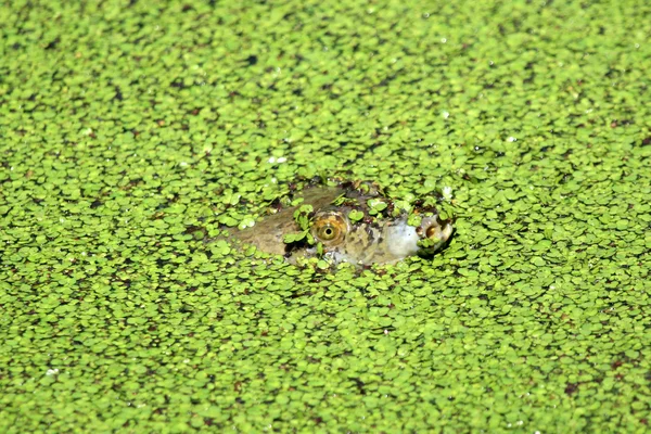 Jätte turtle - keoladeo nationalpark, agra, Indien — Stockfoto
