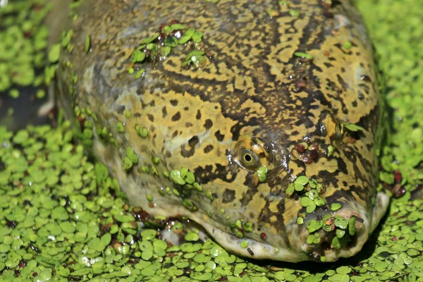 Obří želva - keoladeo národní park, agra, Indie — Stock fotografie