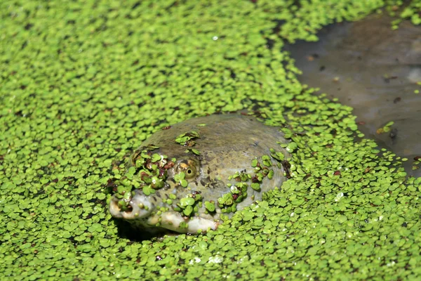 Гигантская черепаха - Национальный парк Кеолао, Агра, Индия — стоковое фото