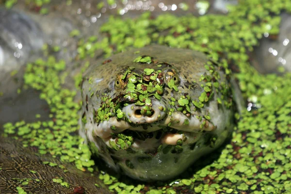 Гигантская черепаха - Национальный парк Кеолао, Агра, Индия — стоковое фото