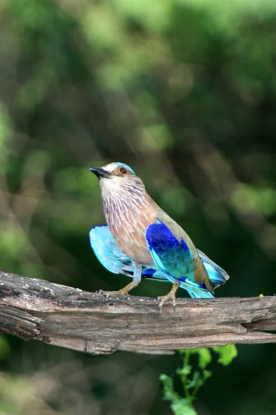 Tropikalnych ptaków - keoladeo park narodowy, agra, Indie — Zdjęcie stockowe
