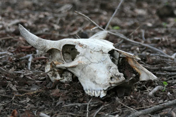 Skull - Keoladeo National Park, Agra, India — Stock Photo, Image