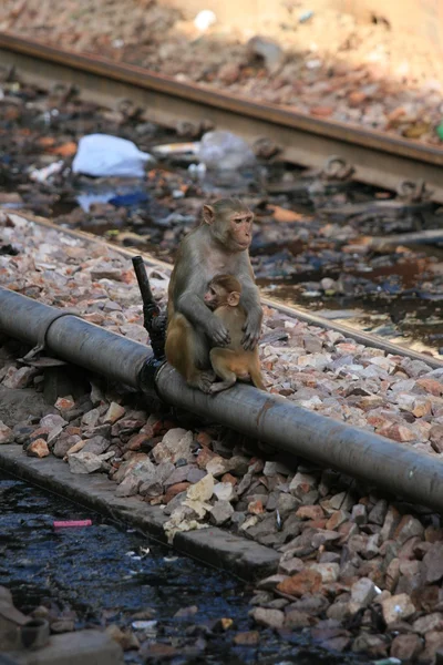 Monkey - The Indian Railway — Stock Photo, Image