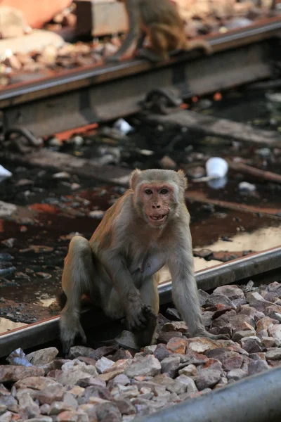 猿 - インドの鉄道 — ストック写真