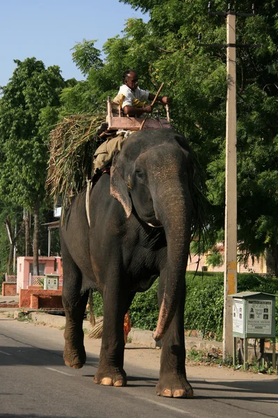 ジャイプール、インド — ストック写真