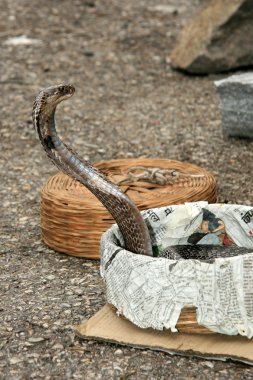 Snake Charming, India clipart